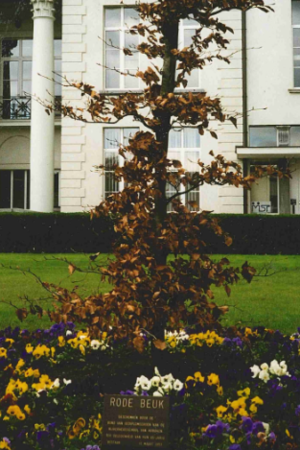 Kleine rode beuk voor kasteel Broydenborg
